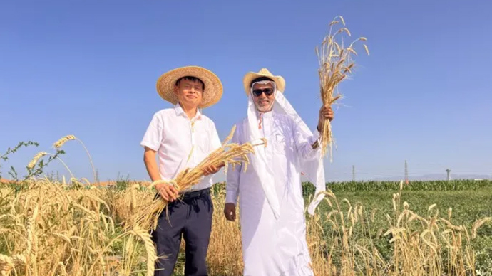 Zhengsai Desert Whole Season Wheat Introduction (باللغة الإنجليزية)
