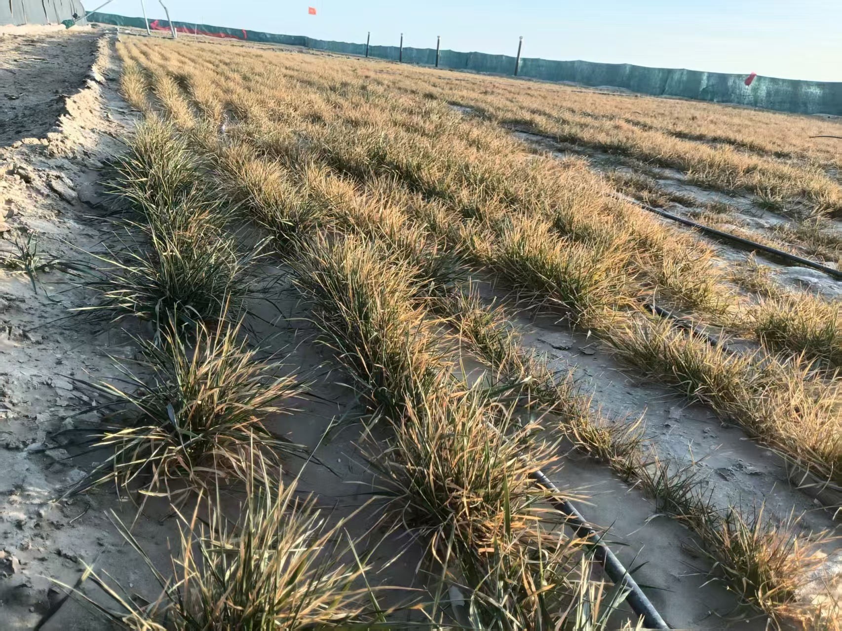 التحقق من صحة تكنولوجيا مكافحة الصحراء في درع تشنغساي: بقاء المحاصيل على قيد الحياة على مدى خمسة أشهر في الأراضي المالحة القلوية الشديدة في جنوب شينجيانغ