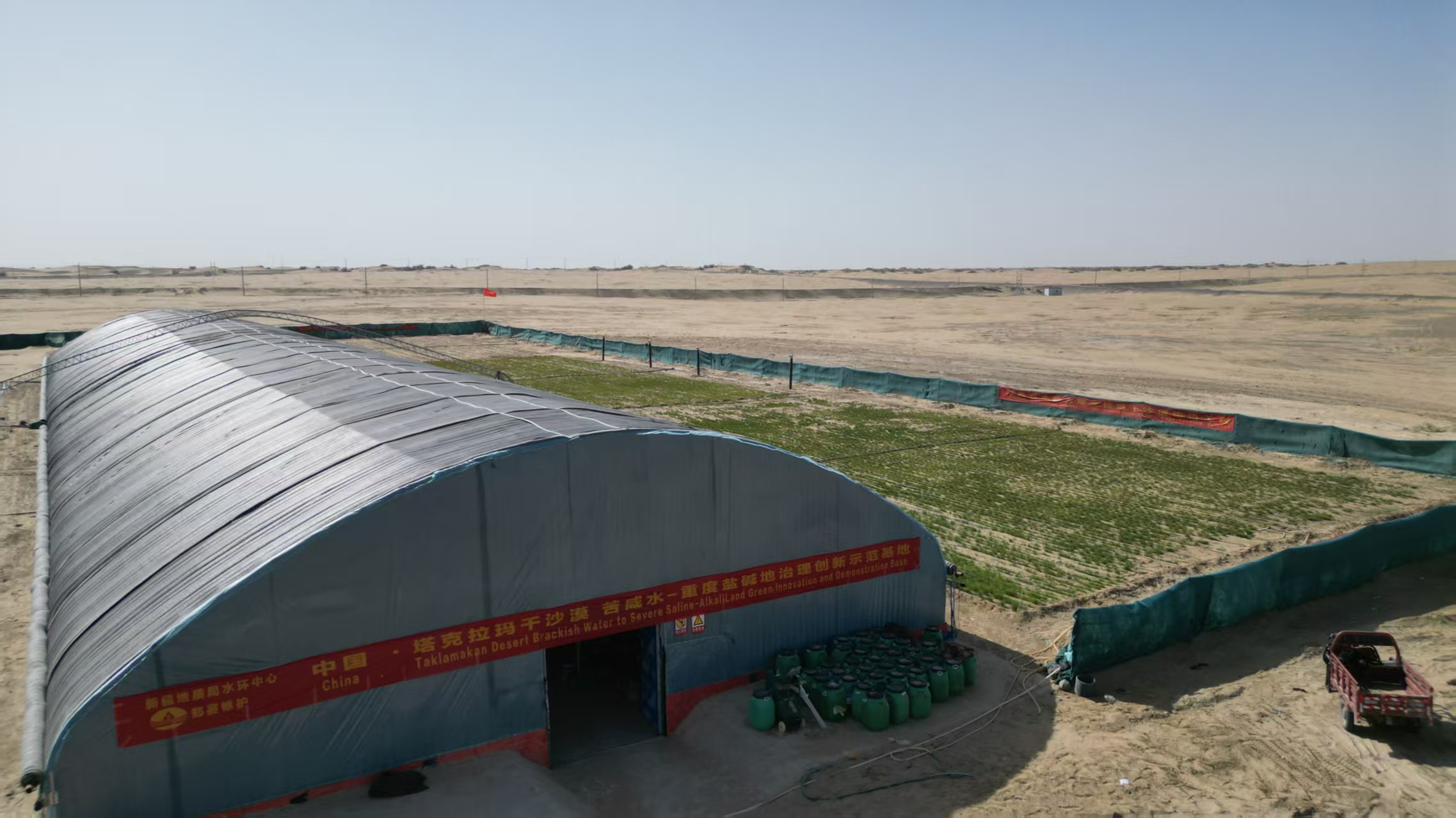 المعجزة: القمح ينجو لمدة ستة أشهر دون ماء في صحراء تاكلاماكان بشينجيانغ